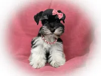 DaVinci- Toy Male , a male Miniature Schnauzer for sale in Tremonton, UT – 4 of 4
