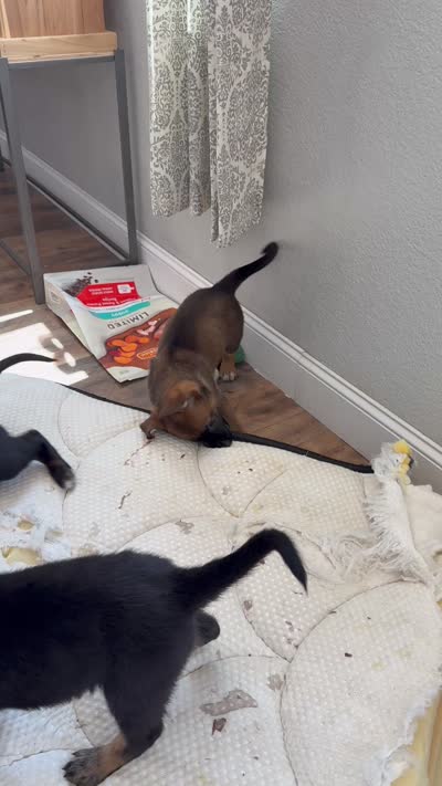 Pink female , a female Belgian Malinois and German Shepherd Dog for sale in Fernley, NV – 8 of 8