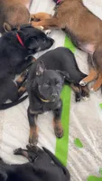 Yellow Female , a female Belgian Malinois and German Shepherd Dog for sale in Fernley, NV – 3 of 8