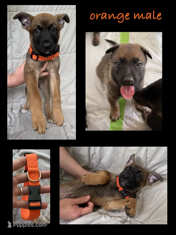 Orange Male – Belgian Malinois, German Shepherd Dog puppy for sale in Fernley, NV