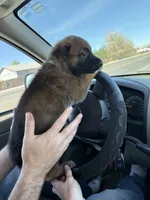 Green male , a male German Shepherd Dog for sale in Fernley, NV – 6 of 9
