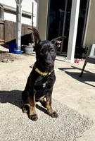 Yellow Female , a female German Shepherd Dog and Dutch Shepherd for sale in Fernley, NV – 5 of 10