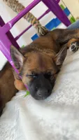 Pink female , a female Belgian Malinois and German Shepherd Dog for sale in Fernley, NV – 4 of 8