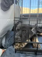 Blue Male, a male Belgian Malinois and German Shepherd Dog for sale in Fernley, NV – 5 of 6