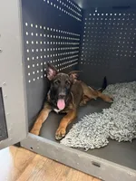 Sliver female , a female Belgian Malinois and German Shepherd Dog for sale in Fernley, NV – 5 of 10