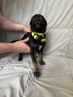 Yellow Female , a female Belgian Malinois and German Shepherd Dog for sale in Fernley, NV – 4 of 8