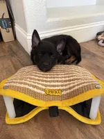 Blue Male, a male Belgian Malinois and German Shepherd Dog for sale in Fernley, NV – 3 of 6