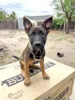 Sliver female , a female Belgian Malinois and German Shepherd Dog for sale in Fernley, NV – 3 of 10