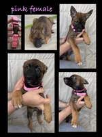 Pink female , a female Belgian Malinois and German Shepherd Dog for sale in Fernley, NV – 1 of 8