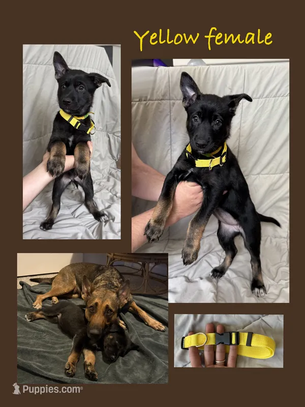 Yellow Female  – Belgian Malinois, German Shepherd Dog puppy for sale in Fernley, NV