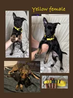 Yellow Female , a female Belgian Malinois and German Shepherd Dog for sale in Fernley, NV – 1 of 8