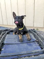 Yellow Female , a female German Shepherd Dog and Dutch Shepherd for sale in Fernley, NV – 4 of 10