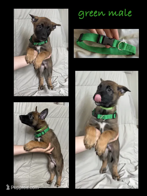 Green male  – German Shepherd Dog puppy for sale in Fernley, NV