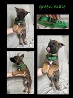 Green male , a male German Shepherd Dog for sale in Fernley, NV – 1 of 9