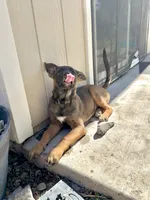 Sliver female , a female German Shepherd Dog and Dutch Shepherd for sale in Fernley, NV – 1 of 10