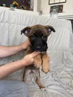 Sliver female , a female Belgian Malinois and German Shepherd Dog for sale in Fernley, NV – 2 of 5