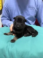 Blue Male, a male Belgian Malinois and German Shepherd Dog for sale in Fernley, NV – 6 of 6