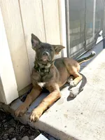 Sliver female , a female German Shepherd Dog and Dutch Shepherd for sale in Fernley, NV – 6 of 10