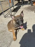Sliver female , a female German Shepherd Dog and Dutch Shepherd for sale in Fernley, NV – 4 of 10