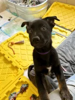 Purple female , a female Belgian Malinois and German Shepherd Dog for sale in Fernley, NV – 3 of 7