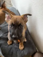 Orange Male, a male Belgian Malinois and German Shepherd Dog for sale in Fernley, NV – 2 of 5