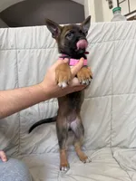 Pink female , a female Belgian Malinois and German Shepherd Dog for sale in Fernley, NV – 2 of 8