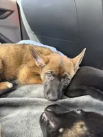 Pink female , a female Belgian Malinois and German Shepherd Dog for sale in Fernley, NV – 5 of 8