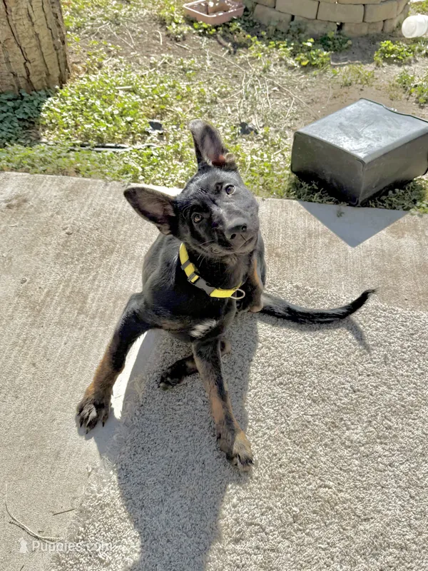 Yellow Female  – German Shepherd Dog, Dutch Shepherd puppy for sale in Fernley, NV