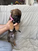 Pink female , a female Belgian Malinois and German Shepherd Dog for sale in Fernley, NV – 3 of 8