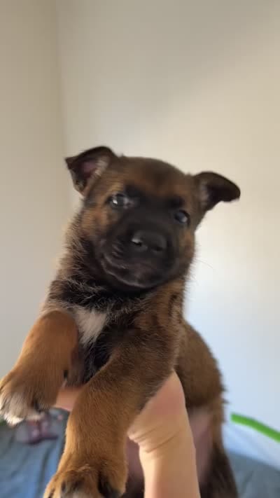 Pink female , a female Belgian Malinois and German Shepherd Dog for sale in Fernley, NV – 7 of 8