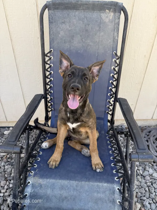 Sliver female  – German Shepherd Dog, Dutch Shepherd puppy for sale in Fernley, NV