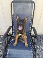 Sliver female , a female Belgian Malinois and German Shepherd Dog for sale in Fernley, NV – 1 of 10