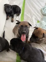 Green male , a male German Shepherd Dog for sale in Fernley, NV – 5 of 9