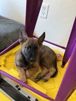 Green male , a male German Shepherd Dog for sale in Fernley, NV – 2 of 9