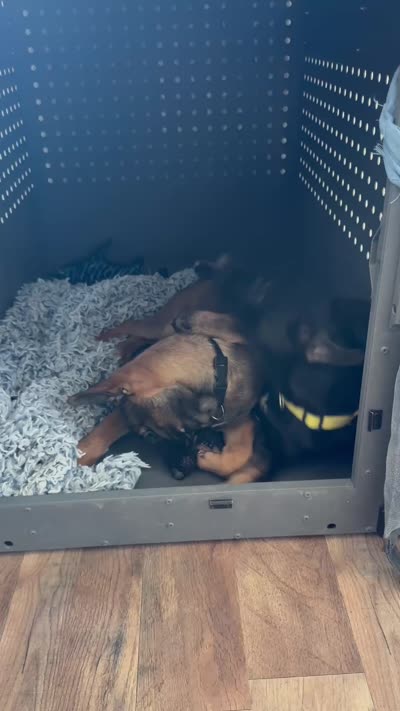 Yellow Female , a female German Shepherd Dog and Dutch Shepherd for sale in Fernley, NV – 10 of 10