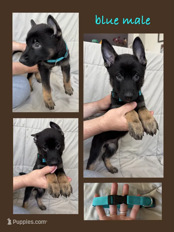 Blue Male – Belgian Malinois, German Shepherd Dog puppy for sale in Fernley, NV