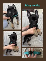 Blue Male, a male Belgian Malinois and German Shepherd Dog for sale in Fernley, NV – 1 of 6