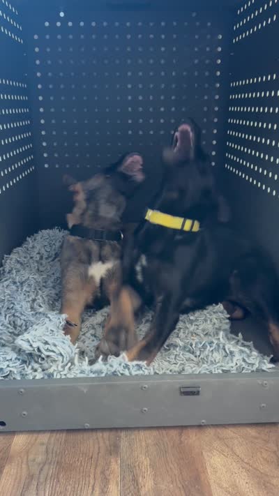 Sliver female , a female German Shepherd Dog and Dutch Shepherd for sale in Fernley, NV – 10 of 10