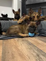 Green male , a male German Shepherd Dog for sale in Fernley, NV – 3 of 9