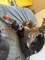 Yellow Female , a female Belgian Malinois and German Shepherd Dog for sale in Fernley, NV – 2 of 8