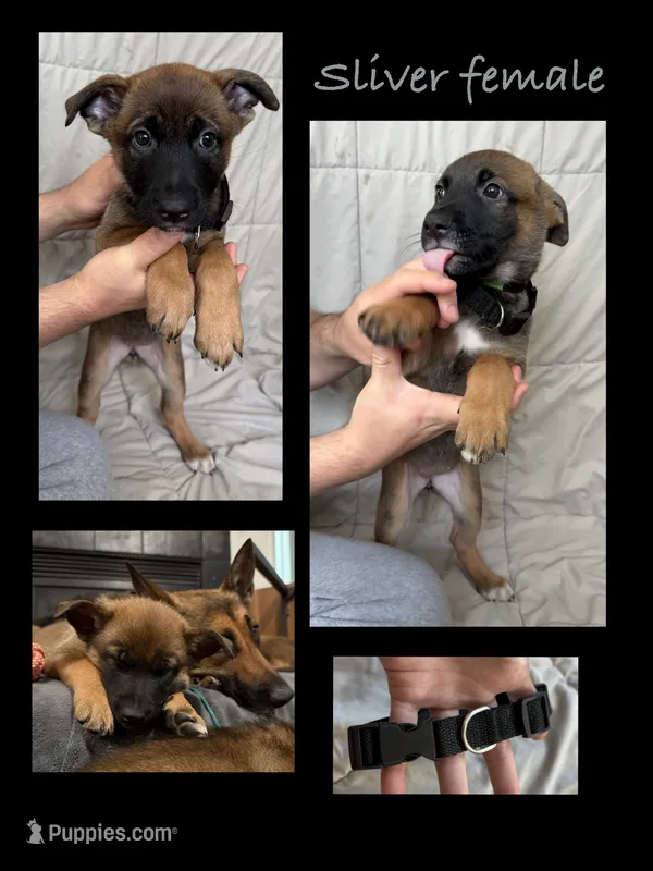 Sliver female  – Belgian Malinois, German Shepherd Dog puppy for sale in Fernley, NV