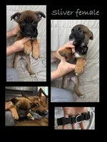 Sliver female , a female Belgian Malinois and German Shepherd Dog for sale in Fernley, NV – 1 of 5