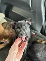 Purple female , a female Belgian Malinois and German Shepherd Dog for sale in Fernley, NV – 5 of 7