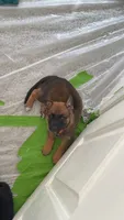 Orange Male, a male Belgian Malinois and German Shepherd Dog for sale in Fernley, NV – 5 of 5