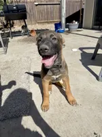 Sliver female , a female German Shepherd Dog and Dutch Shepherd for sale in Fernley, NV – 5 of 10