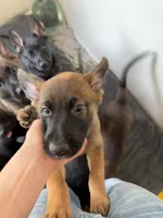 Sliver female , a female Belgian Malinois and German Shepherd Dog for sale in Fernley, NV – 3 of 5