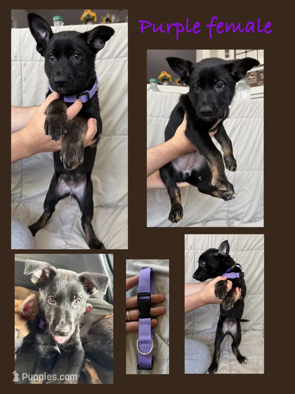 Purple female  – Belgian Malinois, German Shepherd Dog puppy for sale in Fernley, NV