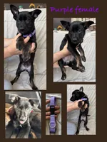 Purple female , a female Belgian Malinois and German Shepherd Dog for sale in Fernley, NV – 1 of 7