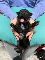 Purple female , a female Belgian Malinois and German Shepherd Dog for sale in Fernley, NV – 7 of 7