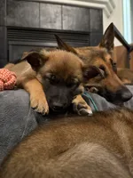 Sliver female , a female Belgian Malinois and German Shepherd Dog for sale in Fernley, NV – 4 of 5